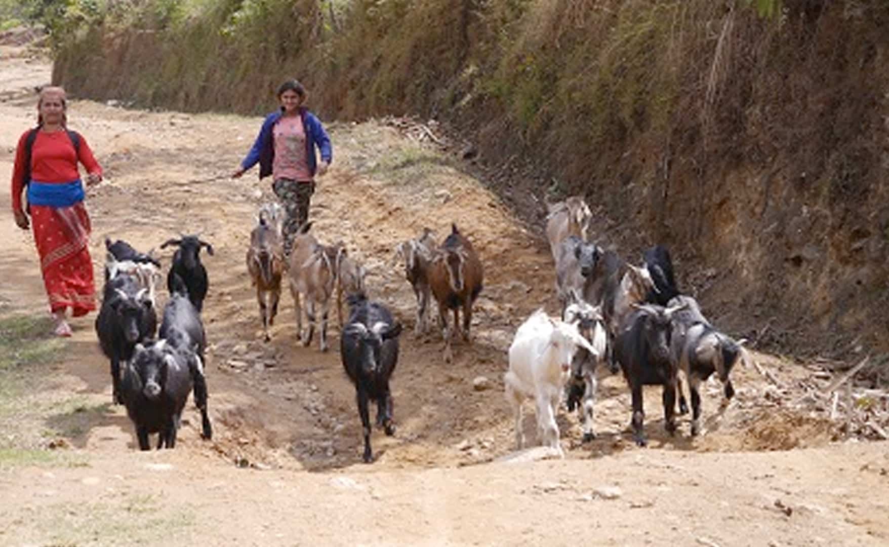 Zwei Kinder aus Nepal treiben einige Ziegen vor sich her.